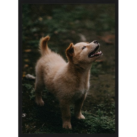 Topný obraz - Psí pohled