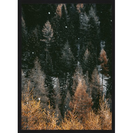 Topný obraz - Podzimní les