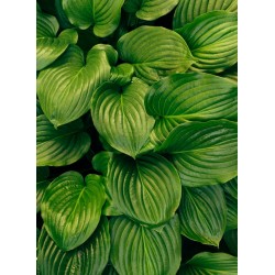 Topný obraz - Zelené vlny