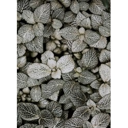 Topný obraz - Listová mozaika