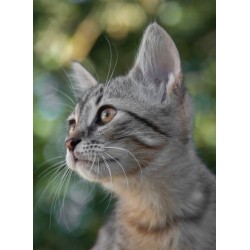 Topný obraz - Zvědavá kočka