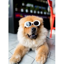 Topný obraz - Stylový chow