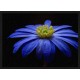 Topný obraz - Modrý květ