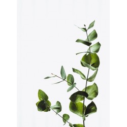 Topný obraz - Eukalyptová větev