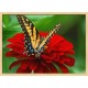Topný obraz - Motýl na květu Dahlie