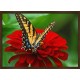 Topný obraz - Motýl na květu Dahlie